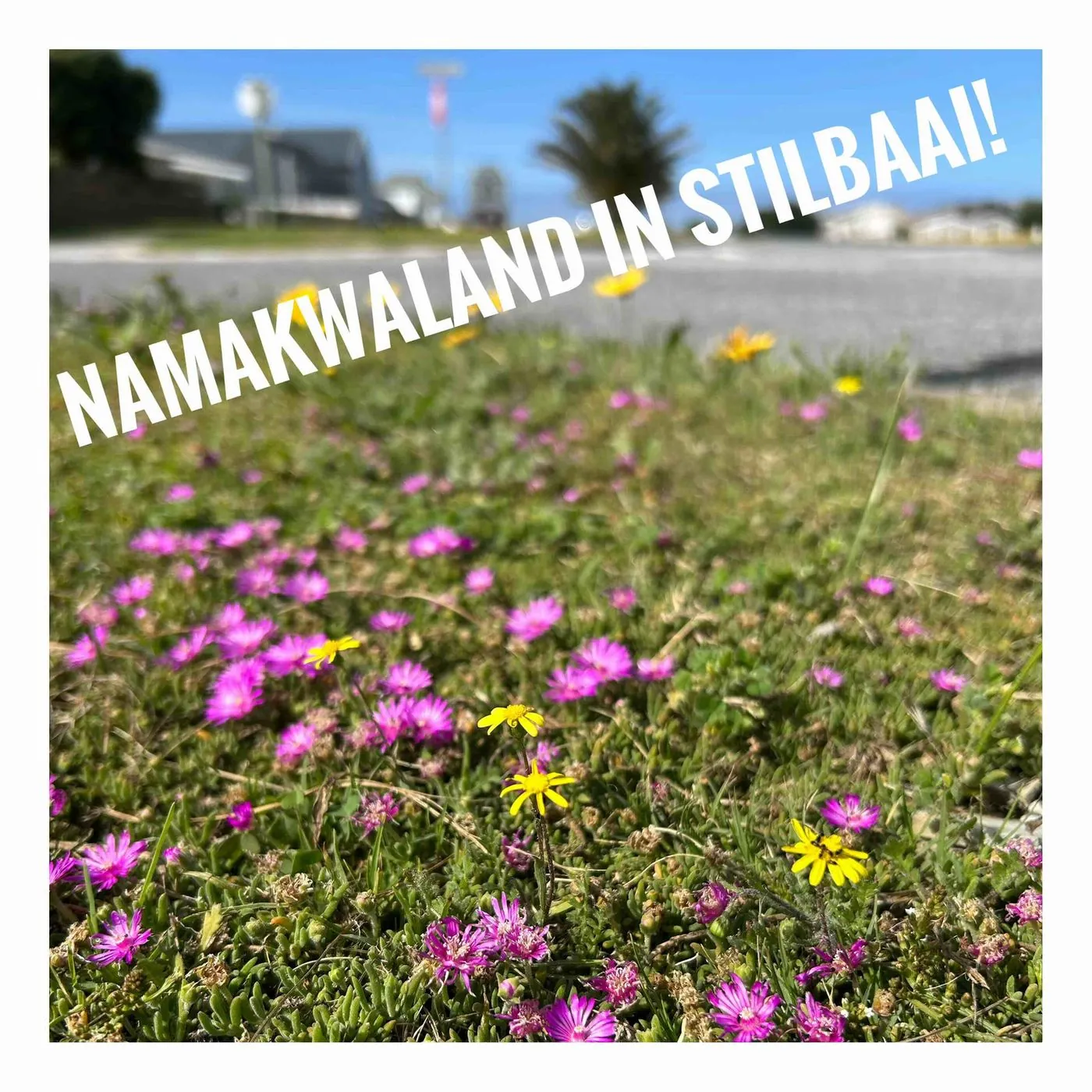 Pink flowers in short grass beside a road, with houses and the sea behind, captioned Namakwaland in Stilbaai!