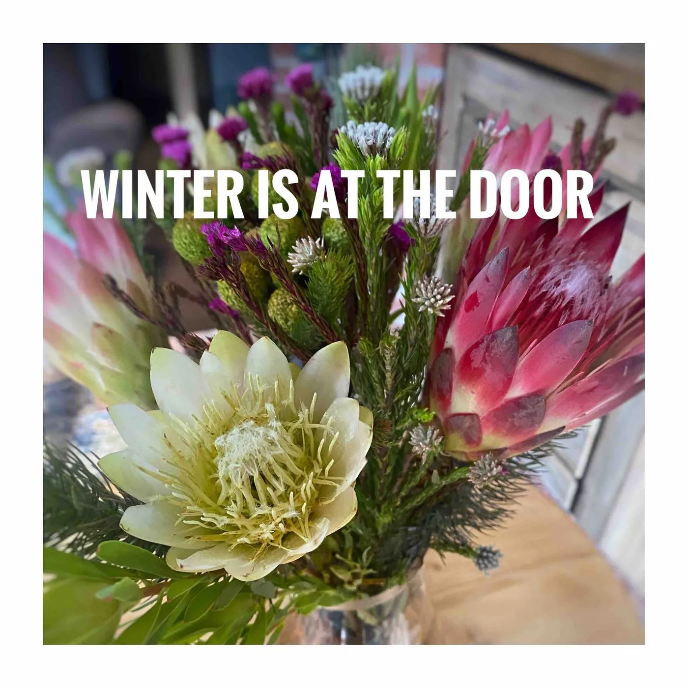 A bouquet of white and pink proteas, captioned Winter is at the door.